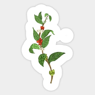 Coffe Plant Botanical Sticker